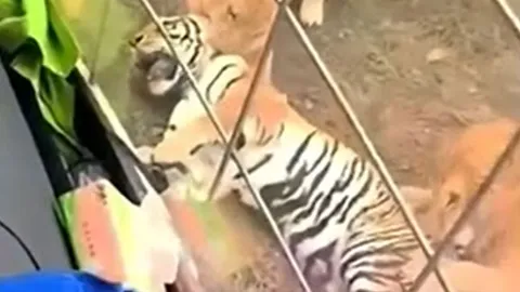 CLIP: Đi lạc vào địa bàn của đàn sư tử, hổ tử nạn sau khi đi cấp cứu