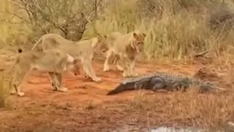 CLIP: Bị đàn sư tử bao vây tấn công, cá sấu vẫn nhận kết cục vẻ vang