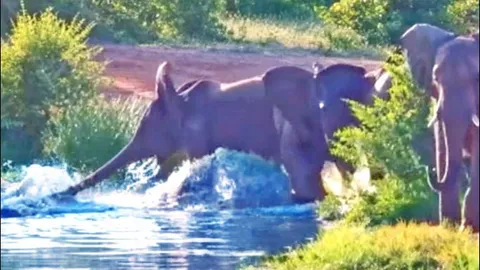 CLIP: Cảnh tượng hiếm gặp, cá sấu liều lĩnh gây chiến với cả đàn voi