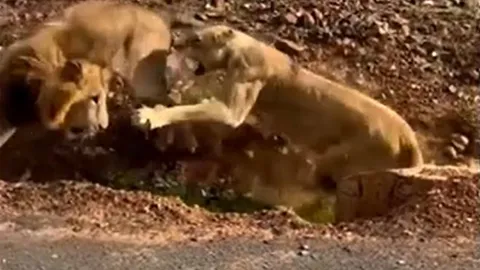 CLIP: Phì cười trước khoảnh khắc sư tử cái 'nổi cơn tam bành' khiến sư tử đực hoảng loạn