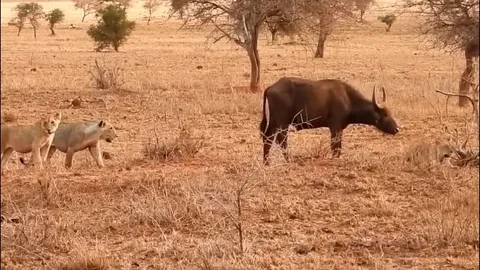 CLIP: Trâu rừng con đơn độc chống chọi bầy sư tử sau khi mẹ tử nạn