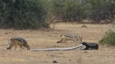 CLIP: Chó rừng bất ngờ xen ngang vào cuộc chiến giữa trăn và lửng mật