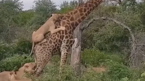 CLIP: Bị đàn sư tử nhảy lên lưng bấu chặt, hươu cao cổ vẫn thoát chết ngoạn mục