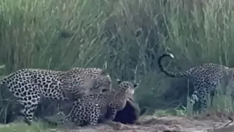 CLIP: 3 con báo hoa mai hợp sức vẫn thua sốc trước lửng mật