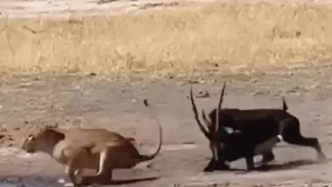 CLIP: Vừa tóm được linh dương, sư tử phải chạy thục mạng vì đòn hiểm của con mồi