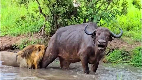 CLIP: Trâu rừng ‘thủy chiến’ ác liệt với sư tử và cái kết đầy bất ngờ