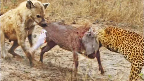 CLIP: Hạ gục lợn bướu, báo hoa mai vẫn phải nhịn đói