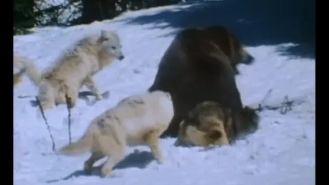 CLIP: Gấu xám một mình đối đầu sinh tử với cả đàn sói trên băng tuyết