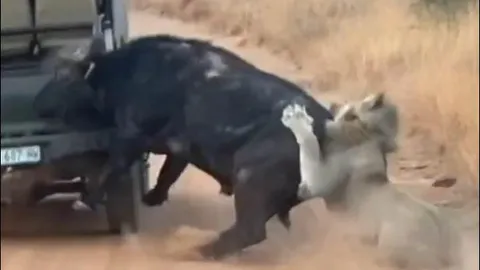 CLIP: Trâu rừng thoát chết ngoạn mục nhờ… húc vỡ xe du khách