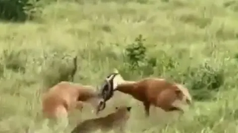 CLIP: Báo hoa mai thành... trọng tài bất đắc dĩ trong cuộc chiến của 2 linh dương