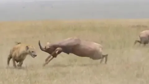 CLIP: Rình bắt linh dương non, linh cẩu bất ngờ bị phản đòn hiểm hóc