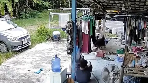 CLIP: Đang ngủ trưa, người đàn ông hoảng loạn khi bị rắn cắn bất ngờ