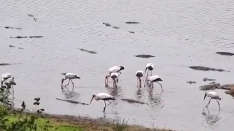 CLIP: Bầy cò ung dung kiếm ăn giữa đàn cá sấu khổng lồ và cái kết khó tin