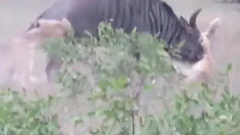 CLIP: Linh dương đầu bò lật ngược tình thế, thoát nanh vuốt 2 con sư tử