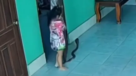 CLIP: Vô tình giẫm phải đuôi rắn hổ mang trong nhà, bé gái nhận cái kết khó tin