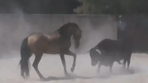 CLIP: Cuộc đối đầu khốc liệt giữa bò tót với ngựa trong đấu trường và cái kết bất ngờ