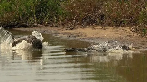 CLIP: Báo đốm tung đòn chí mạng dưới nước, hạ gục 'chúa tể đầm lầy'