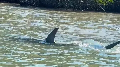 CLIP: Cá mập đầu búa lao như tên bắn truy đuổi cá đuối gai độc