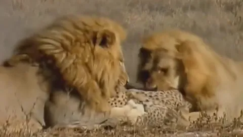 CLIP: Sư tử tung đòn chớp nhoáng hạ gục báo săn