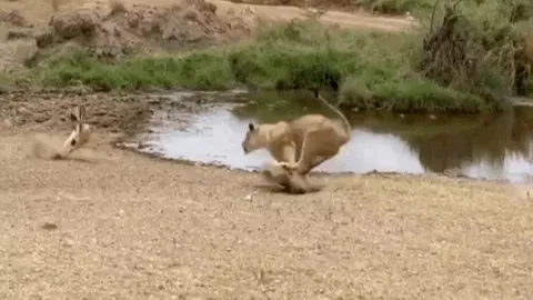 CLIP: Linh dương impala 'bẻ lái' ngoạn mục, khiến sư tử 'hít bụi' trong bất lực