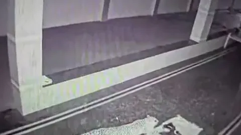 CLIP: Nửa đêm, báo hoa mai lẻn vào nhà dân bắt chó