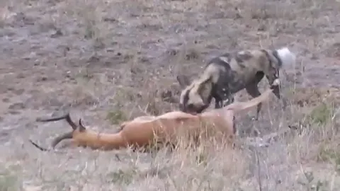 CLIP: Linh dương Impala bị cắn lòi ruột vẫn tử chiến với bầy chó hoang