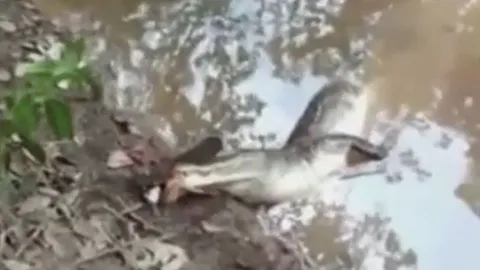 CLIP: Đi săn lươn điện, cá sấu nhận bài học nhớ đời