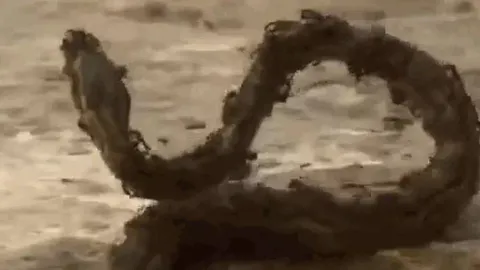 CLIP: Đi lạc vào địa bàn của kiến lửa, trăn đá 'khủng' nhận cái kết đầy đau đớn