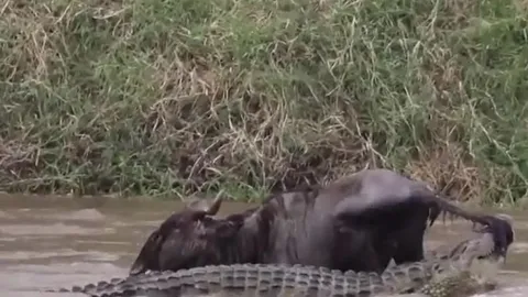 CLIP: Bị cá sấu cắn đuôi kéo xuống sông, linh dương đầu bò vẫn thoát chết ngoạn mục