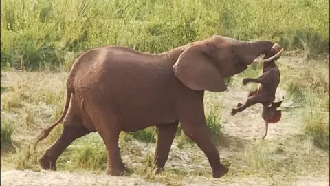 CLIP: Voi mẹ thương tiếc con chết non bằng cách ‘bế’ đi khắp nơi