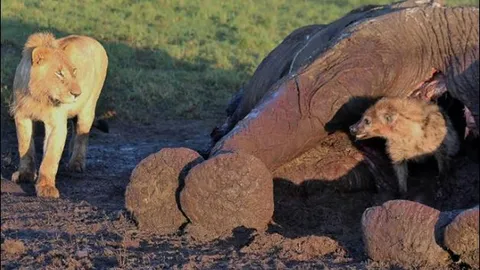 CLIP: Bị sư tử ‘đánh úp’, linh cẩu chui thẳng vào xác voi ẩn nấp
