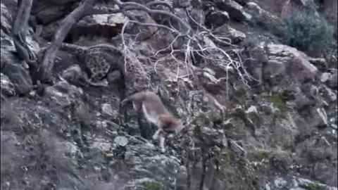 CLIP: Cuộc chiến sinh tử giữa báo tuyết và dê núi trên vách đá cheo leo