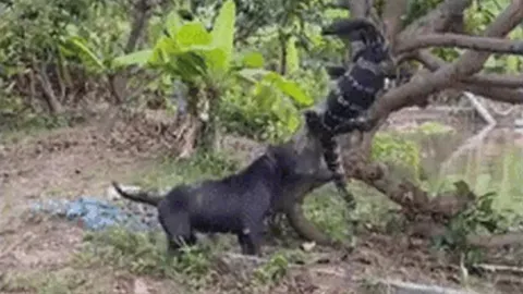 CLIP: Chó Pitbull bảo vệ chủ, dũng mãnh tấn công thằn lằn khổng lồ