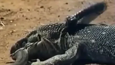 CLIP: Rắn hổ mang chúa liều mình đối đầu rồng Komodo và cái kết nghiệt ngã