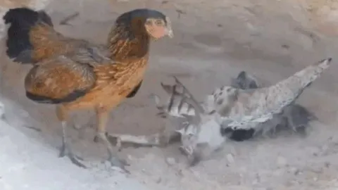 CLIP: Diều hâu sà xuống vồ gà con bị dính đòn hiểm phải gục ngã