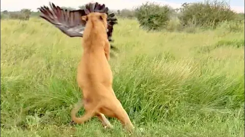 CLIP: Sư tử ra đòn chớp nhoáng, đoạt mạng kền kền trong nháy mắt