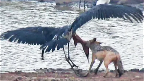 CLIP: Chó rừng hạ gục cò khổng lồ trong cuộc đi săn ngoạn mục