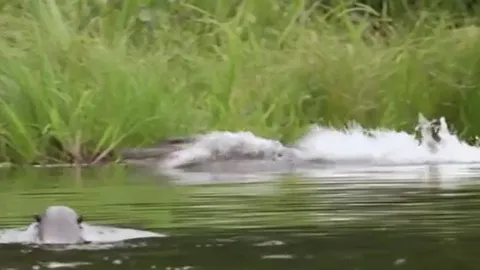 CLIP: Xâm nhập lãnh địa đàn rái cá khổng lồ, cá sấu Caiman bỏ chạy thục mạng chỉ sau ít phút