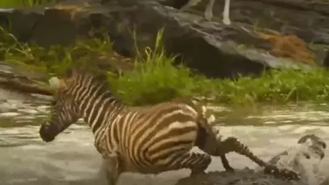 CLIP: Bị cá sấu tấn công khi đang vượt sông, ngựa vằn đạp lên lưng đối thủ để thoát thân