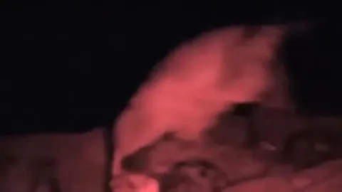 CLIP: Ban ngày bị tấn công, tới đêm bầy linh cẩu quay lại cắn chết sư tử để trả thù