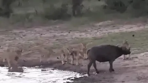 CLIP: Bị 11 con sư tử truy sát, trâu rừng vẫn có màn thoát thân ngoạn mục