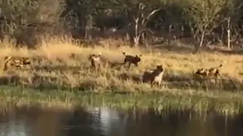 CLIP: Linh cẩu liều mình nhảy xuống nước khi bị bầy chó hoang truy sát
