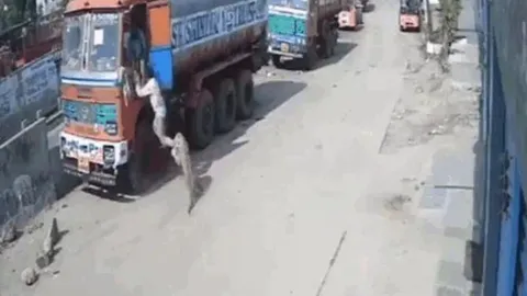 CLIP: Vồ hụt người đàn ông, báo hoa mai bị đàn chó hoang truy sát và cái kết