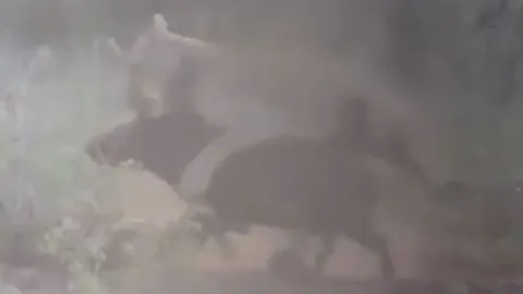 CLIP: Lợn rừng liều mạng quật ngã sư tử để thoát thân nhưng gặp cái kết không ngờ