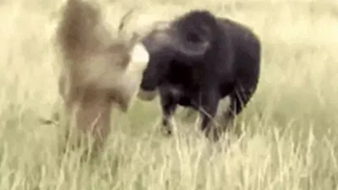 CLIP: Một mình săn trâu rừng, sư tử đực bị húc ngã chổng vó