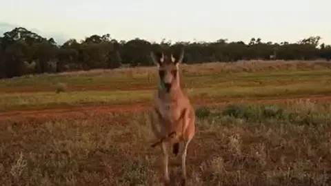 CLIP: Kangaroo hung hăng truy sát, tung đòn hạ gục flycam đang bay