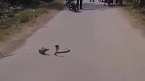 CLIP: Rắn hổ mang tử chiến chồn sương trước mắt con người và cái kết khó lường