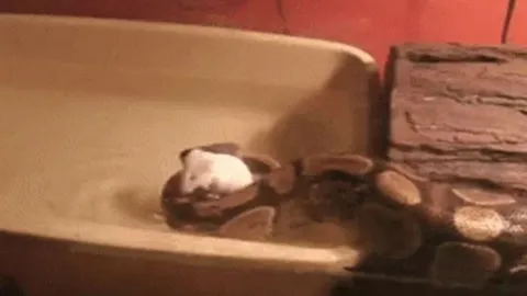 CLIP: Chuột bạch suýt chết đuối, trăn hoàng gia bất ngờ ra tay cứu giúp