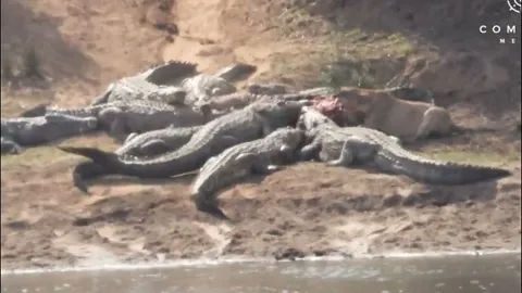 CLIP: Cá sấu 'hội quân' quyết liệt cướp mồi từ tay sư tử