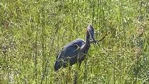 CLIP: Cò Goliath khổng lồ nuốt chửng cá sấu trong chớp mắt